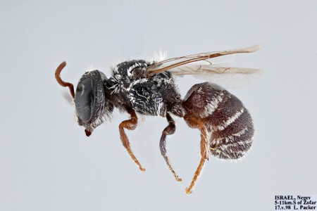 [Pseudoheriades moricei male (lateral/side view) thumbnail]